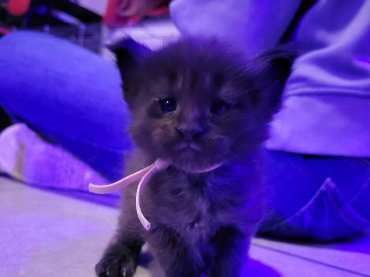 Chatons de type Maine Coon à vendre