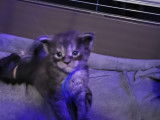 Chatons de type Maine Coon à vendre