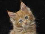 Adorables chatons Maine Coon LOOF à réserver