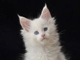 Adorables chatons Maine Coon LOOF à réserver