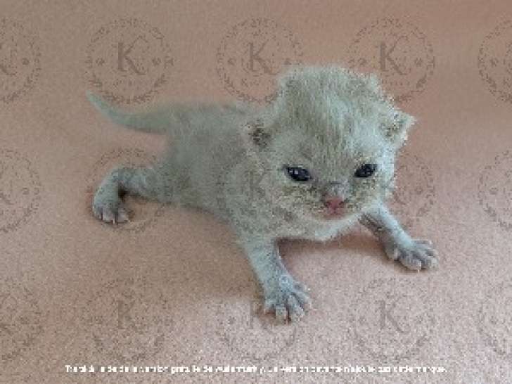 5 Chatons British Shorthair LOOF Réservation