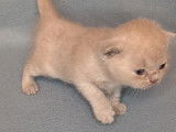 5 Chatons British Shorthair LOOF Réservation