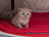 5 Chatons British Shorthair LOOF Réservation