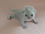 5 Chatons British Shorthair LOOF Réservation
