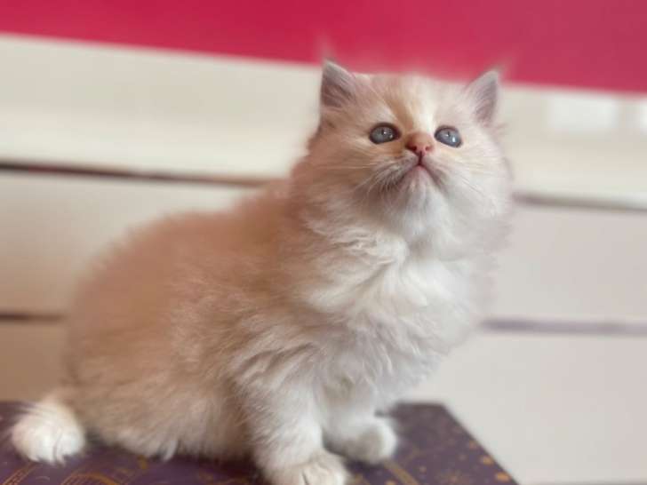 2 Femelles Siberien Bleu Tabby Point 2 Mois LOOF Réservation