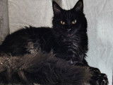 Cherche mâle Maine Coon pour saillie