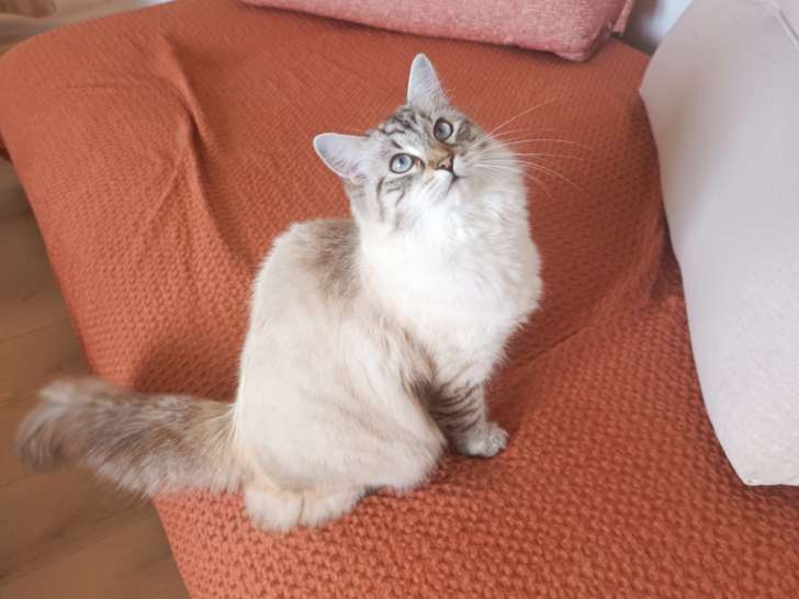 Cherche mâle Sibérien pour saillie