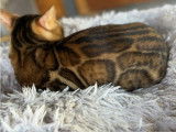 Mâle Bengal disponible pour saillie