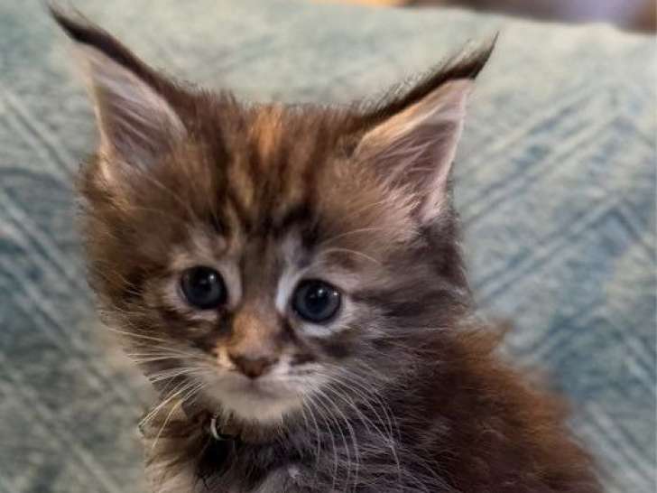 À réserver, 2 mâles et 2 femelles Maine Coon LOOF, nés en janvier 2026