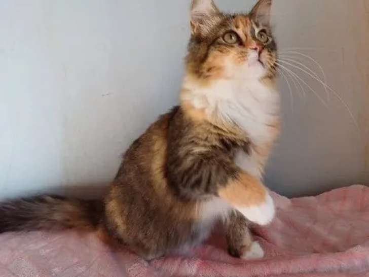 À vendre, 1 mâle et 1 femelle Maine Coon LOOF, black silver blotched tabby, nés en juin 2025