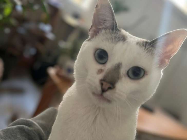 À adopter, chat européen blanc queue tigrée, mâle, né en septembre 2023