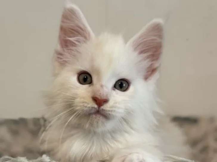 À réserver, sublime mâle Maine Coon LOOF red smoke, né en janvier 2026