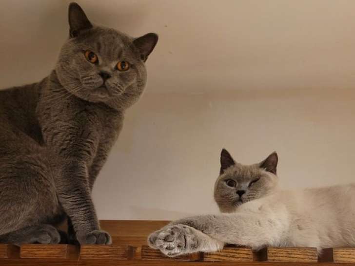 À vendre, 6 femelles et 1 mâle British Shorthair, nés en décembre 2025