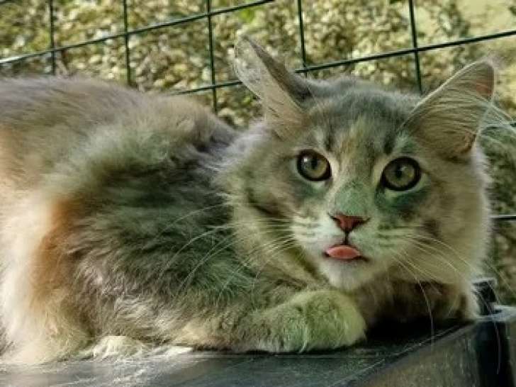 À vendre, 1 femelle Maine Coon, née en mars 2024