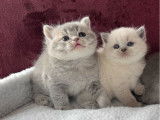 À réserver, 4 chatons British Shorthair LOOF, nés en février 2026