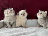 À réserver, 4 chatons British Shorthair LOOF, nés en février 2026