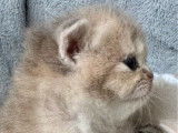 À réserver, 4 chatons British Shorthair LOOF, nés en février 2026
