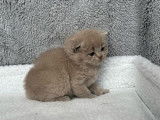 À réserver, 4 chatons British Shorthair LOOF, nés en février 2026