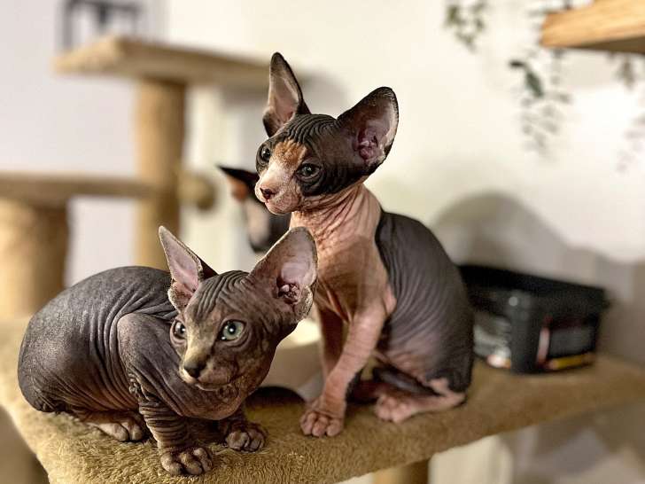 Chatons de type Sphynx à vendre
