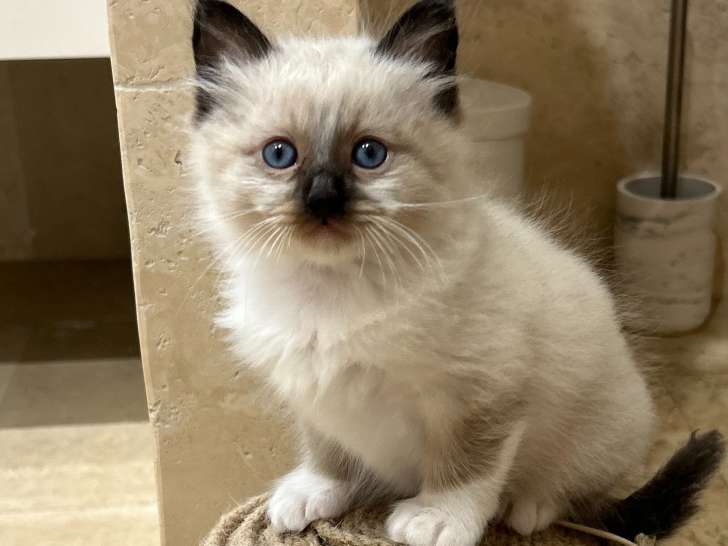 Chatons Sacré de Birmanie à vendre (1 femelle & 1 mâle)