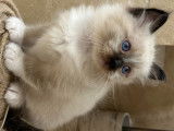 Chatons Sacré de Birmanie à vendre (1 femelle & 1 mâle)