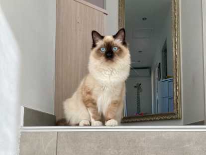 Roméo, superbe étalon Sacré de Birmanie LOOF disponible pour saillie