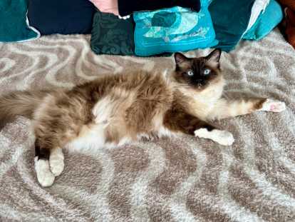 Roméo, superbe étalon Sacré de Birmanie LOOF disponible pour saillie