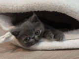 Chaton Exotic Shorthair Bleu Mâle LOOF Réservation
