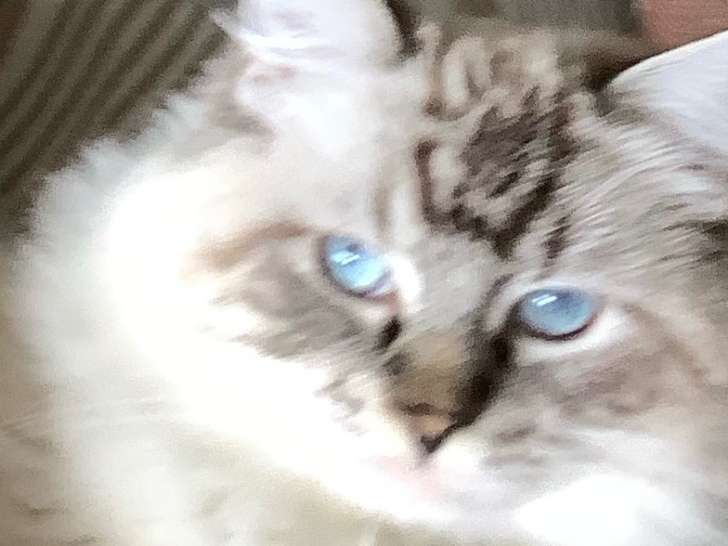 Mâle Ragdoll LOOF disponible pour saillie