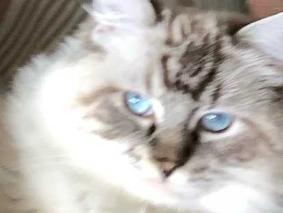 Mâle Ragdoll LOOF disponible pour saillie