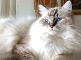Mâle Ragdoll LOOF disponible pour saillie