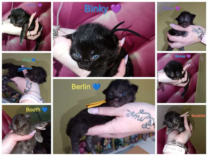 Chatons Maine Coon à vendre (4 femelles & 4 mâles)