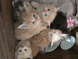 5 chatons Maine Coon LOOF XL entiers à vendre