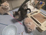5 chatons Maine Coon LOOF XL entiers à vendre