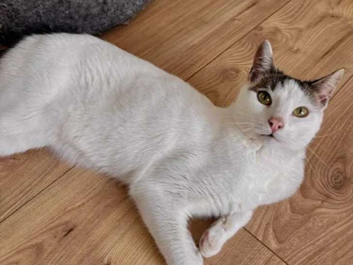 En attente d’un foyer : chat tigré et blanc de 2 ans