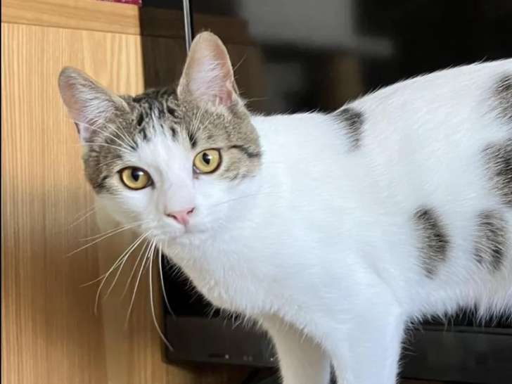 Adoption disponible : chat tigré et blanc de 2 ans