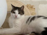 Adoption disponible : chat tigré et blanc de 2 ans