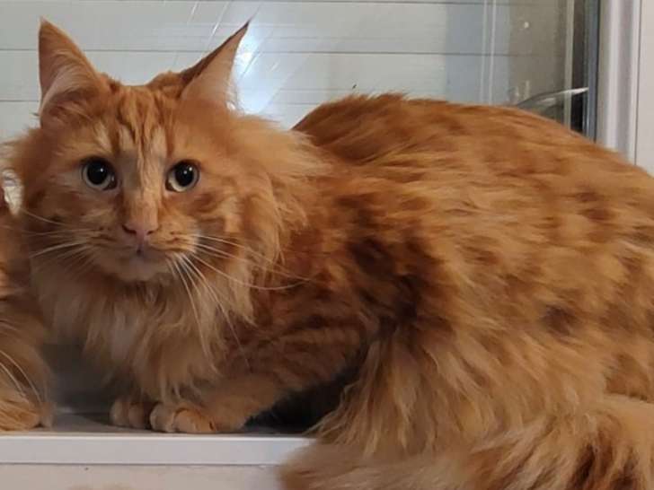 À accueillir : chat roux d’un an