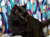 Disponible à l’adoption : chat noir de 5 ans