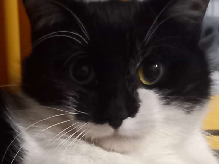 En attente d’adoption : chaton mâle noir et blanc de 9 mois