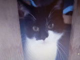 En attente d’adoption : chaton mâle noir et blanc de 9 mois