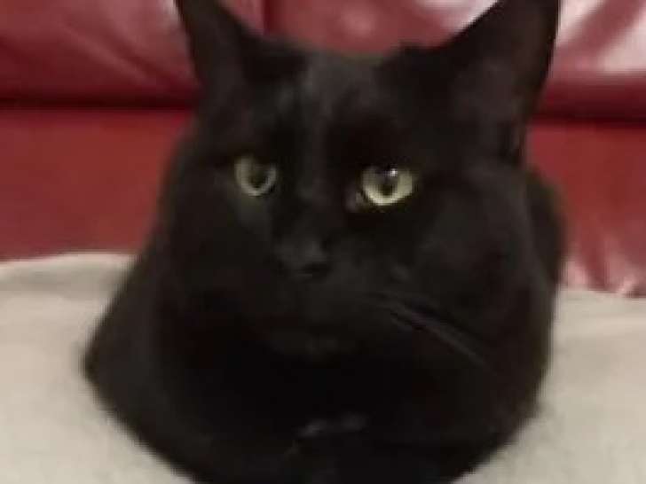 À adopter : chat noir et blanc de 5 ans