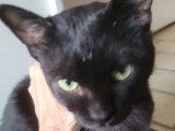 Disponible à l’adoption : chat noir de 8 ans