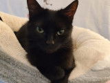 En attente d’un foyer : chatte noire de 1 an