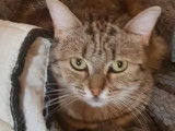 À adopter : chatte de 2 ans au pelage tigré