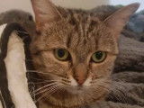 À adopter : chatte de 2 ans au pelage tigré