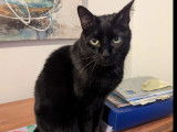 À adopter : chat de 3 ans au pelage noir