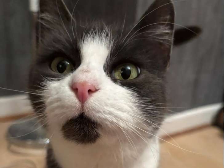 À adopter : chatte de 5 ans au pelage gris et blanc