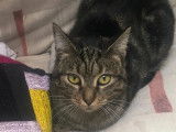 À adopter : chatte d’un an au pelage tigré