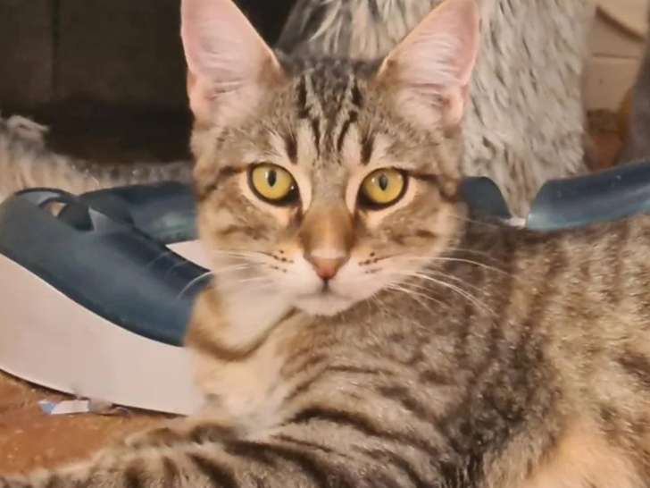 À adopter : chat tigré d’un an